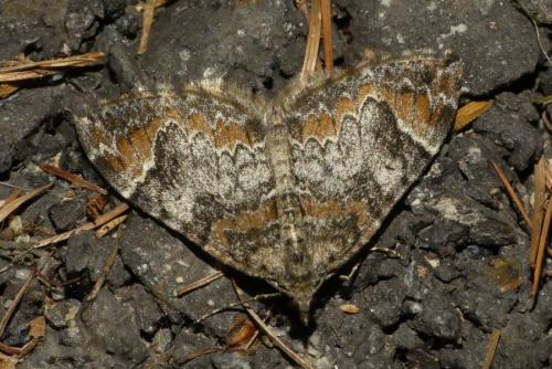 Dysstroma citrata